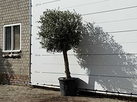 Olijfboom bolvorm - olea europaea - ca. 30 jaar oud - hoogte ca. 200 cm - afbeelding 2 van  3