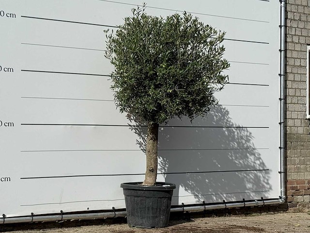 Olijfboom bolvorm - olea europaea - ca. 30 jaar oud - hoogte ca. 200 cm - afbeelding 3 van  3