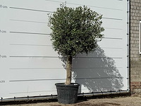 Olijfboom bolvorm - olea europaea - ca. 30 jaar oud - hoogte ca. 200 cm - afbeelding 3 van  3