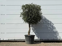 Olijfboom bolvorm - olea europaea - ca. 30 jaar oud - hoogte ca. 200 cm
