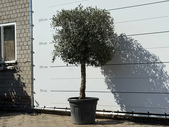 Olijfboom bolvorm - olea europaea - ca. 30 jaar oud - hoogte ca. 200 cm - afbeelding 2 van  3