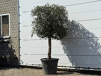 Olijfboom bolvorm - olea europaea - ca. 30 jaar oud - hoogte ca. 200 cm - afbeelding 2 van  3