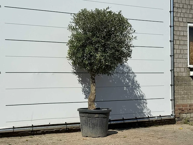 Olijfboom bolvorm - olea europaea - ca. 30 jaar oud - hoogte ca. 200 cm - afbeelding 3 van  3