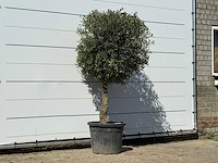 Olijfboom bolvorm - olea europaea - ca. 30 jaar oud - hoogte ca. 200 cm - afbeelding 3 van  3