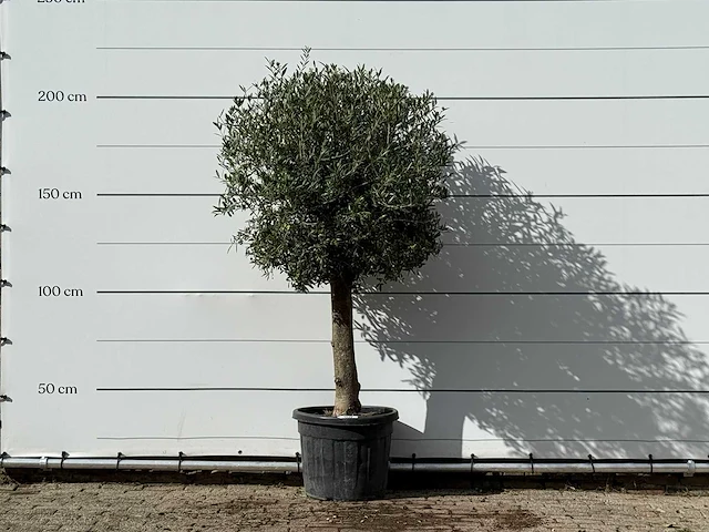 Olijfboom bolvorm - olea europaea - ca. 30 jaar oud - hoogte ca. 200 cm - afbeelding 1 van  3