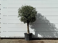 Olijfboom bolvorm - olea europaea - ca. 30 jaar oud - hoogte ca. 200 cm