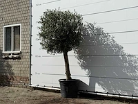 Olijfboom bolvorm - olea europaea - ca. 30 jaar oud - hoogte ca. 200 cm - afbeelding 2 van  3