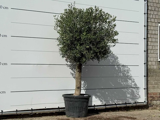 Olijfboom bolvorm - olea europaea - ca. 30 jaar oud - hoogte ca. 200 cm - afbeelding 3 van  3