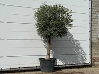 Olijfboom bolvorm - olea europaea - ca. 30 jaar oud - hoogte ca. 200 cm - afbeelding 3 van  3