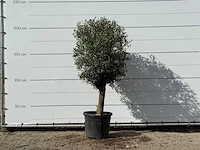 Olijfboom bolvorm - olea europaea - ca. 30 jaar oud - hoogte ca. 200 cm