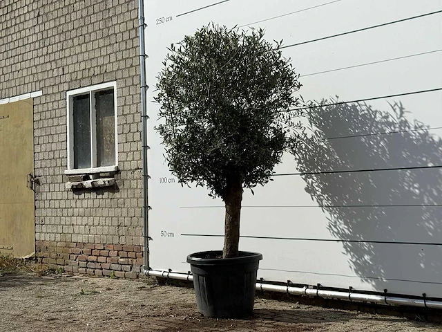 Olijfboom bolvorm - olea europaea - ca. 30 jaar oud - hoogte ca. 200 cm - afbeelding 2 van  3