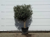Olijfboom bolvorm - olea europaea - ca. 30 jaar oud - hoogte ca. 200 cm