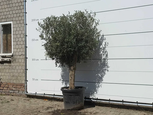 Olijfboom bolvorm - olea europaea - ca. 30 jaar oud - hoogte ca. 200 cm - afbeelding 2 van  3
