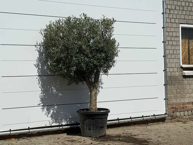 Olijfboom bolvorm - olea europaea - ca. 30 jaar oud - hoogte ca. 200 cm - afbeelding 3 van  3
