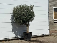 Olijfboom bolvorm - olea europaea - ca. 30 jaar oud - hoogte ca. 200 cm - afbeelding 3 van  3
