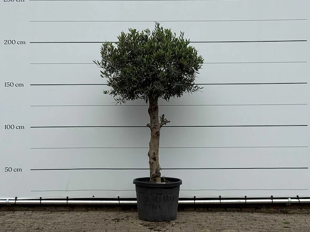 Olijfboom bolvorm - olea europaea - ca. 30 jaar oud - hoogte ca. 200 cm - afbeelding 1 van  3
