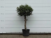 Olijfboom bolvorm - olea europaea - ca. 30 jaar oud - hoogte ca. 200 cm