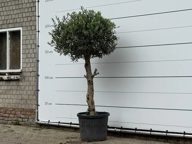 Olijfboom bolvorm - olea europaea - ca. 30 jaar oud - hoogte ca. 200 cm - afbeelding 2 van  3