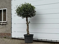 Olijfboom bolvorm - olea europaea - ca. 30 jaar oud - hoogte ca. 200 cm - afbeelding 2 van  3