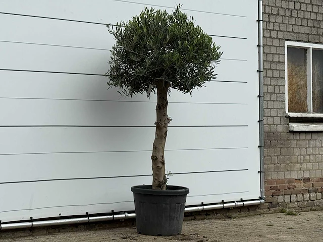 Olijfboom bolvorm - olea europaea - ca. 30 jaar oud - hoogte ca. 200 cm - afbeelding 3 van  3
