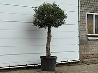 Olijfboom bolvorm - olea europaea - ca. 30 jaar oud - hoogte ca. 200 cm - afbeelding 3 van  3