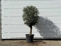 Olijfboom bolvorm - olea europaea - ca. 30 jaar oud - hoogte ca. 210 cm - afbeelding 1 van  3