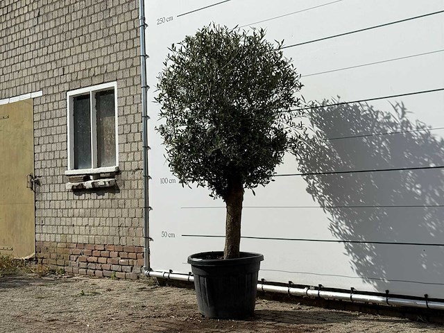 Olijfboom bolvorm - olea europaea - ca. 30 jaar oud - hoogte ca. 210 cm - afbeelding 2 van  3