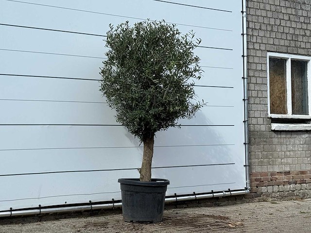 Olijfboom bolvorm - olea europaea - ca. 30 jaar oud - hoogte ca. 210 cm - afbeelding 3 van  3