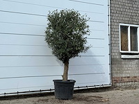 Olijfboom bolvorm - olea europaea - ca. 30 jaar oud - hoogte ca. 210 cm - afbeelding 3 van  3