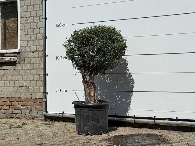 Olijfboom bolvorm - olea europaea - ca. 40 jaar oud - hoogte ca. 140 cm - afbeelding 1 van  1