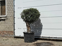 Olijfboom bolvorm - olea europaea - ca. 40 jaar oud - hoogte ca. 140 cm - afbeelding 1 van  1