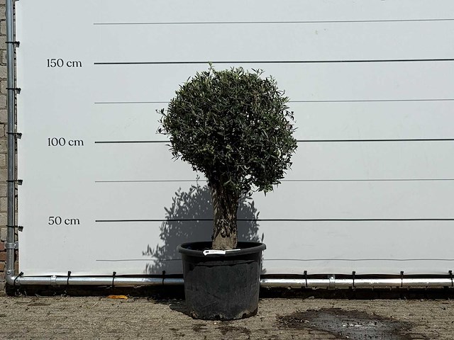 Olijfboom bolvorm - olea europaea - ca. 40 jaar oud - hoogte ca. 140 cm - afbeelding 1 van  2