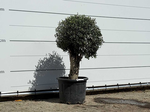 Olijfboom bolvorm - olea europaea - ca. 40 jaar oud - hoogte ca. 140 cm - afbeelding 2 van  2