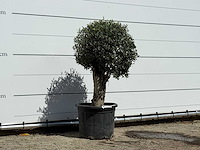 Olijfboom bolvorm - olea europaea - ca. 40 jaar oud - hoogte ca. 140 cm - afbeelding 2 van  2