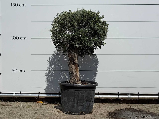 Olijfboom bolvorm - olea europaea - ca. 40 jaar oud - hoogte ca. 140 cm - afbeelding 1 van  3