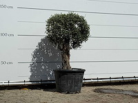 Olijfboom bolvorm - olea europaea - ca. 40 jaar oud - hoogte ca. 140 cm - afbeelding 3 van  3