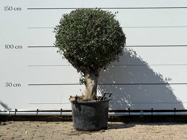 Olijfboom bolvorm - olea europaea - ca. 40 jaar oud - hoogte ca. 150 cm - afbeelding 1 van  3