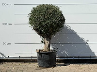 Olijfboom bolvorm - olea europaea - ca. 40 jaar oud - hoogte ca. 150 cm - afbeelding 1 van  3