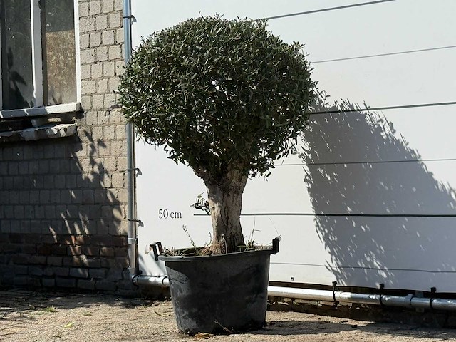 Olijfboom bolvorm - olea europaea - ca. 40 jaar oud - hoogte ca. 150 cm - afbeelding 2 van  3
