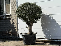 Olijfboom bolvorm - olea europaea - ca. 40 jaar oud - hoogte ca. 150 cm - afbeelding 2 van  3