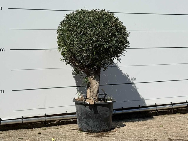 Olijfboom bolvorm - olea europaea - ca. 40 jaar oud - hoogte ca. 150 cm - afbeelding 3 van  3