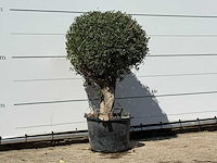 Olijfboom bolvorm - olea europaea - ca. 40 jaar oud - hoogte ca. 150 cm - afbeelding 3 van  3