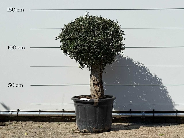 Olijfboom bolvorm - olea europaea - ca. 40 jaar oud - hoogte ca. 150 cm - afbeelding 1 van  3