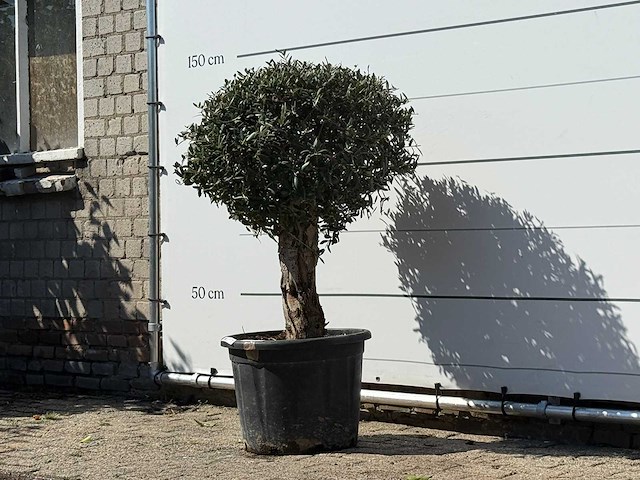 Olijfboom bolvorm - olea europaea - ca. 40 jaar oud - hoogte ca. 150 cm - afbeelding 2 van  3