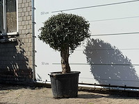 Olijfboom bolvorm - olea europaea - ca. 40 jaar oud - hoogte ca. 150 cm - afbeelding 2 van  3