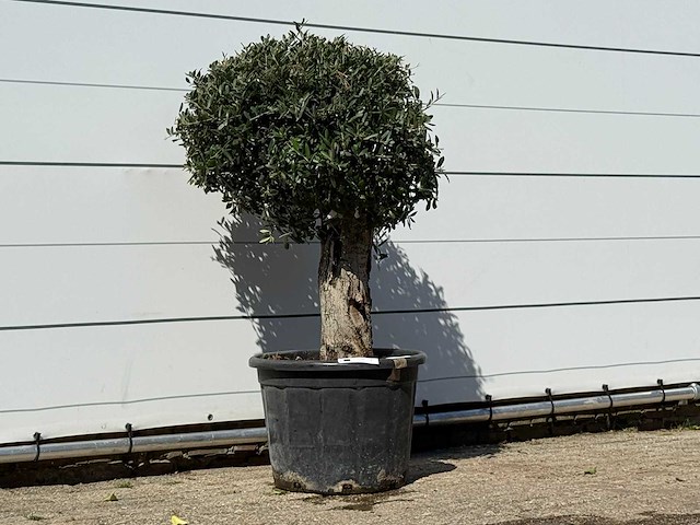 Olijfboom bolvorm - olea europaea - ca. 40 jaar oud - hoogte ca. 150 cm - afbeelding 3 van  3
