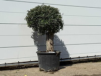 Olijfboom bolvorm - olea europaea - ca. 40 jaar oud - hoogte ca. 150 cm - afbeelding 3 van  3