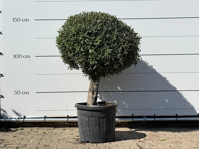 Olijfboom bolvorm - olea europaea - ca. 40 jaar oud - hoogte ca. 150 cm - afbeelding 1 van  3