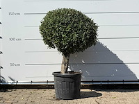 Olijfboom bolvorm - olea europaea - ca. 40 jaar oud - hoogte ca. 150 cm - afbeelding 1 van  3