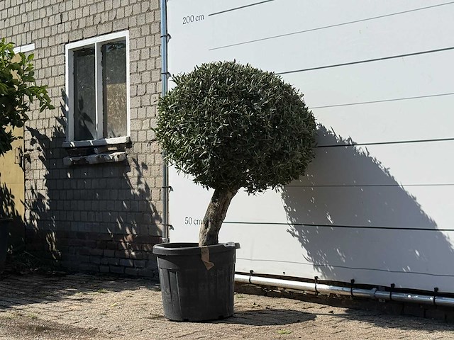 Olijfboom bolvorm - olea europaea - ca. 40 jaar oud - hoogte ca. 150 cm - afbeelding 2 van  3